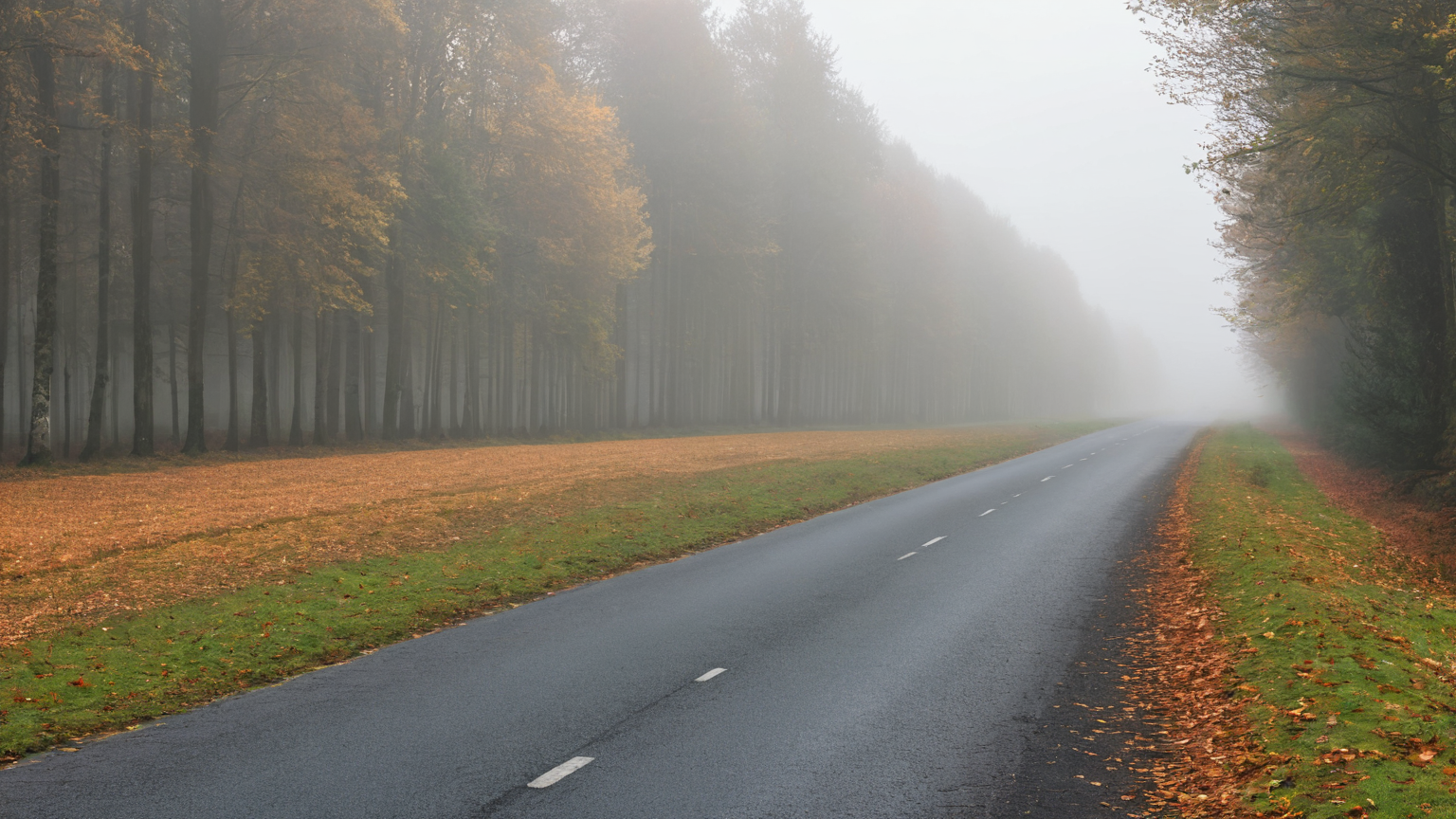 An empty autumn road with a wide maintained shoulder and clear forest edge